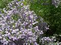 Sea lavender